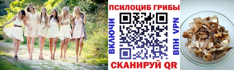 Купить закладки  Кириллов  Псилоцибиновые грибы Psilocybe 